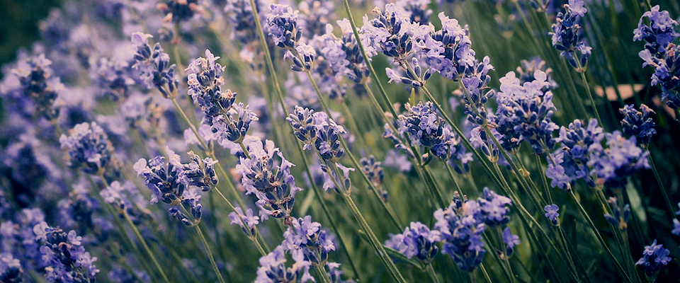 稳定的交易平台求的网页在线DDOS压力测试